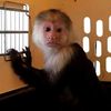 Adorable Illegal Monkey Taken From Long Island Home